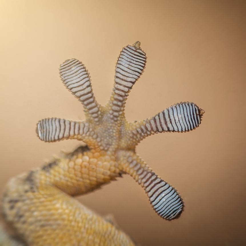 Macro photo of gecko feet clinging on glass (Tarentula mauritanica)