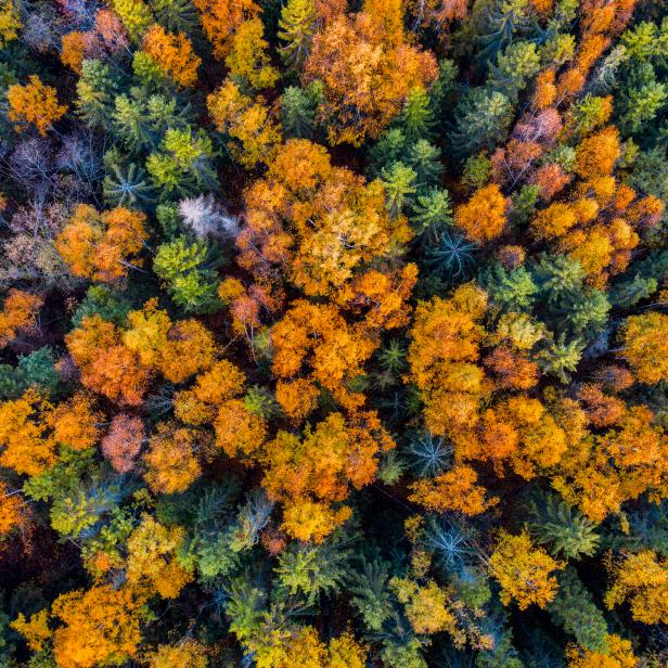 Trees with beatuiful colors seen from a high angle. This image was taken in October in a forest close to Sandefjord city, Norway.