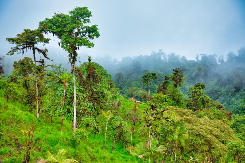 A variation of tall and short green leafy trees, bushes and shrubs of varied shades of lush green foliage and grasses grow along the hillside of the Andes Mountains in Ecuador.  The tropical rainforest provides a cornucopia of vegetation.  Low clouds form a fog that rolls in during the late afternoon hours giving the natural landscape scene a sense of mystery.