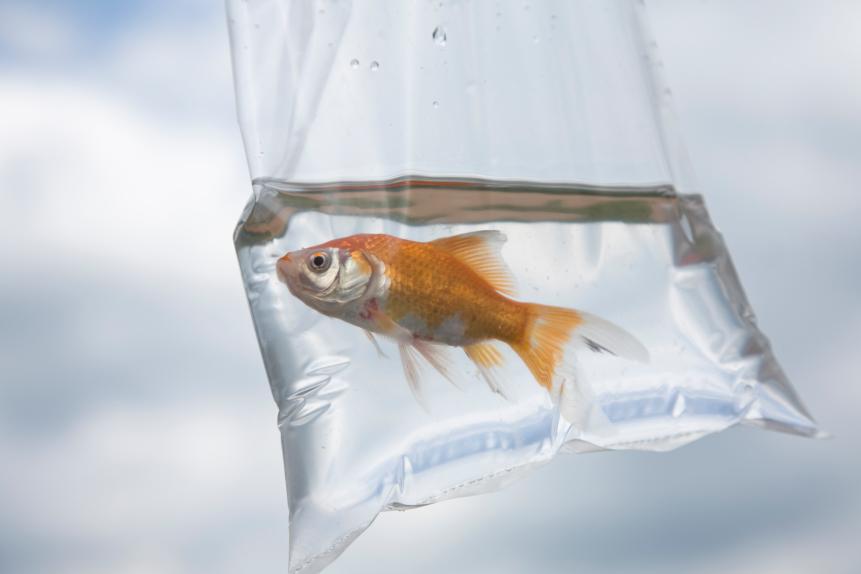 goldfish in a plastic bag