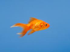 A new experiment suggests these household fish actually make good drivers.