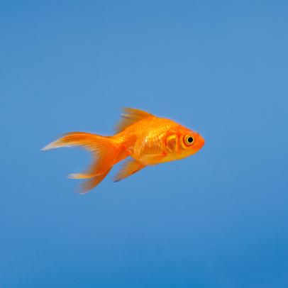 Can You Teach a Goldfish to Drive?