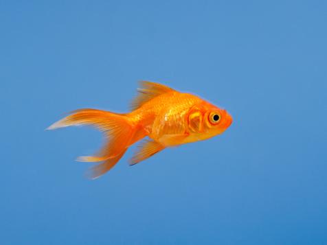 Can You Teach a Goldfish to Drive?