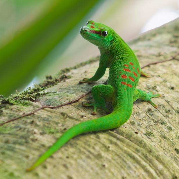 Green Madagascar Day Gecko (Phelsuma madagascariensis) in the Masoala rainforest hall of Zoo Zurich (Switzerland) on June 15, 2012. Built in 2003 as a small replica of the Madagascar Masoala rainforest, the hall covers an area of more than 10'000 spare meters and is one of Zurich Zoo's main attractions.