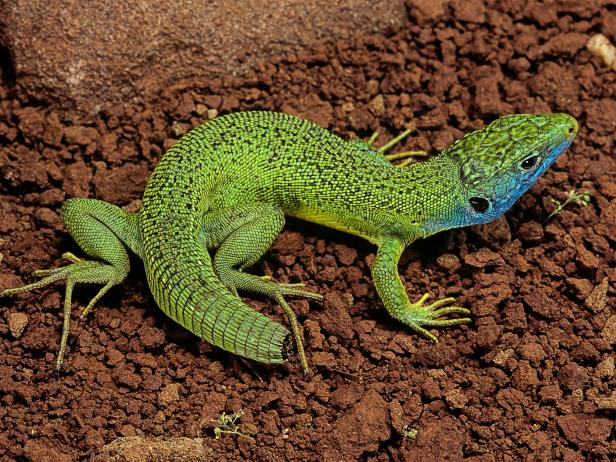 The Science Behind How Lizards Lose their Tails | Latest Science News ...