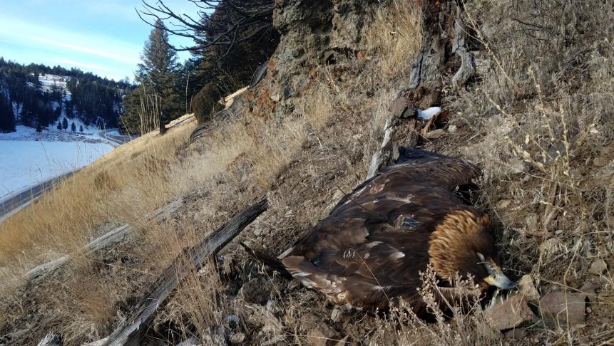 In August of 2018 this adult female golden eagle was captured and outfitted with a GPS transmitter. You can see the transmitter on the eagle’s back, below the head. This was the first golden eagle ever captured as part of a research project in Yellowstone National Park. In early December of 2018, this eagle was recovered dead approximately 1.5 miles from where it nests in the Park after movements ceased. The eagle was necropsied at the USGS National Wildlife Health Center where the cause of death was determined to be lead poisoning. Liver lead concentrations measured at 48 parts per million dry weight, which is in the range for lethal toxicity.