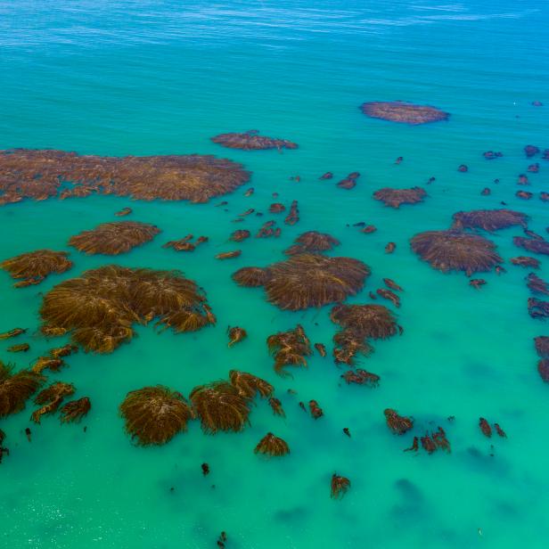 Drone image of kelp forest patches from the air. Pacific Ocean.