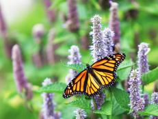 Butterflies, once a familiar sight around the world, are plummeting toward extinction due to colossal threats from pesticides, habitat loss and climate change.