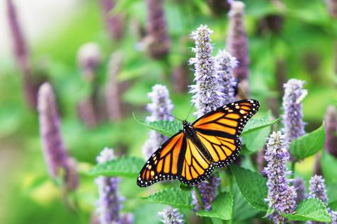 Butterflies' 'secret' To Keeping Cool Hidden In Wings – Florida