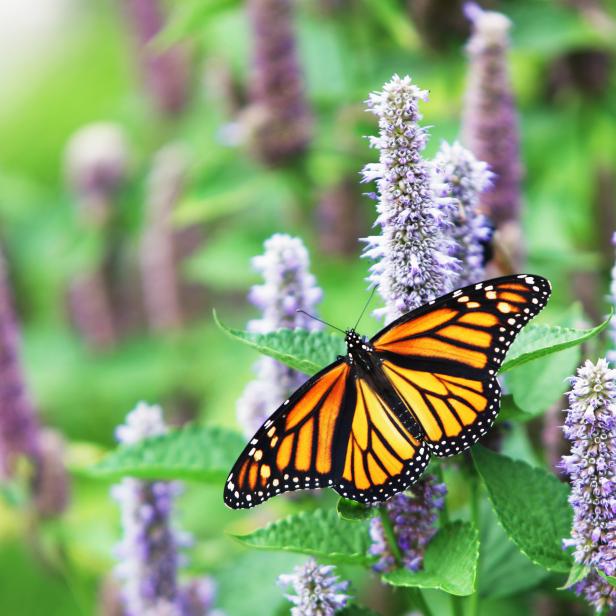 A female Monarch Butterfly (Danaus plexippus) is resting on a lavender Anise Hyssop (Agastache foeniculum) blossom.