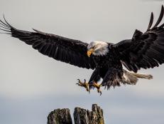 The resurgence of bald eagles in American skies has been touted as one of the biggest conservation successes in the country – but now scientists say the birds are being poisoned by lead.