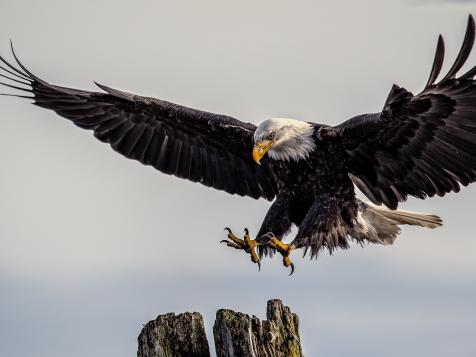 Bald Eagles Made a Comeback But Now They’re Under Threat Again