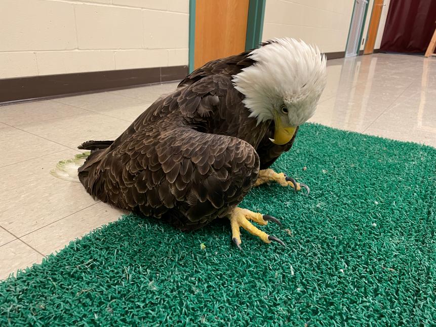 This bald eagle was admitted to The Raptor Center in St. Paul, MN where it was determined by veterinarians to be poisoned by lead. The bowed head, drooped wings, and green stained tail feathers are all typical signs of lead poisoning of raptors.