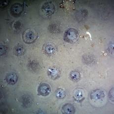 Ein Forschungsteam des Alfred-Wegener-Instituts hat am Grund des südlichen antarktischen Weddellmeeres mehr als 10.000 Nester des Eisfisches Neopagetopsis ionah mit einem Kamerasystem aufgezeichnet. Analyse von Dichte der Fischnester und Gebietsgröße lassen auf etwa 60 Millionen aktiv brütende Fische schließen - die größte jemals beschriebene Fischkolonie weltweit. A research team from the Alfred Wegener Institute has recorded more than 10,000 nests of the ice fish Neopagetopsis ionah with a camera system at the bottom of the southern Antarctic Weddell Sea. Analysis of the density of fish nests and area size suggest about 60 million actively breeding fish - the largest fish colony ever described worldwide.