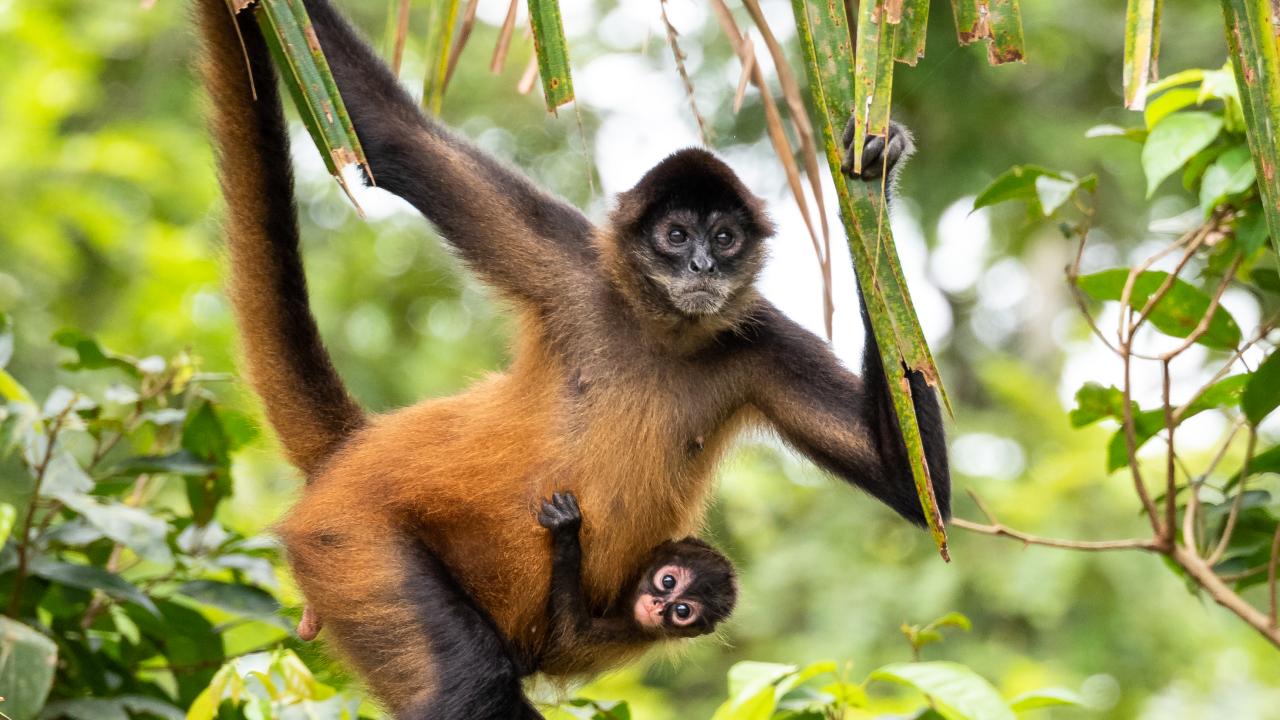 How Primate Worlds Transformed When Visitors Vanished During the