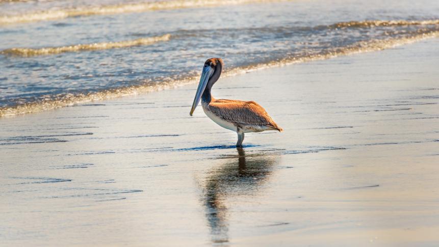 View at Brown Pelican (Pelecanus occidentalis urinator) at the beach El Rompio near Chitre on Azuero peninsula, Panama