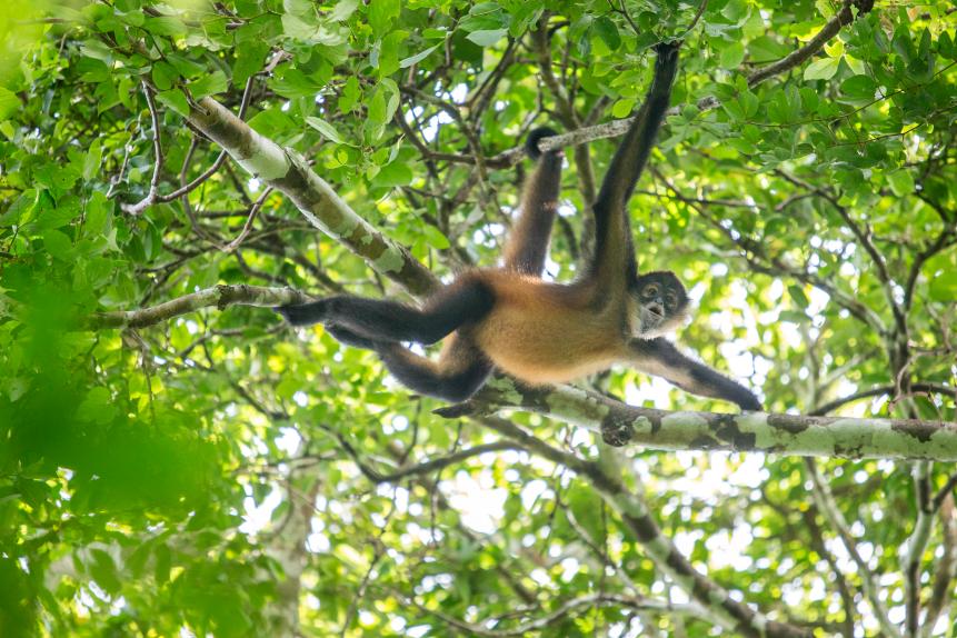 Critically Endangered Azuero Spider Monkey, Azuero Peninsula, Panama