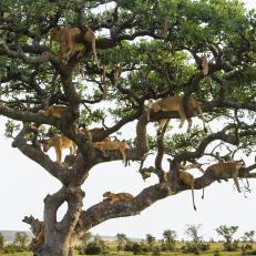 14 lions  (Panthera leo) resting one one single sausage tree (Kigelia africana) at Moru kopjes