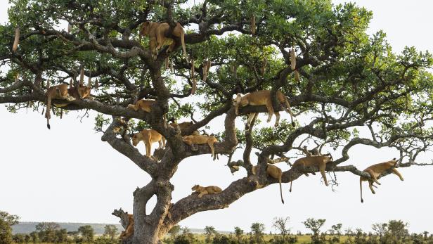 Tree-Climbing is Part of Lion Culture | Nature and Wildlife | Discovery