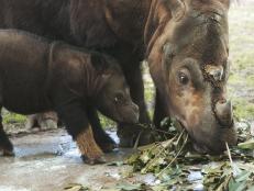In a triumph for the conservation world, a rare Sumatran rhino calf has been born at the Sumatran Rhino Sanctuary in Way Kambas National Park, Indonesia.