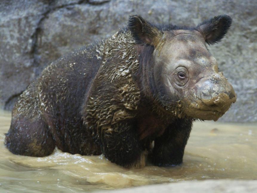 CINCINNATI, OH - AUGUST 19:  A three-week-old Sumatran rhinoceros stands in the water at the Cincinnati Zoo and Botanical Garden August 19, 2004 in Cincinnati, Ohio. Emi made history by becoming the first Sumatran rhino to produce two calves in captivity.  (Photo by Mike Simons/Getty Images)