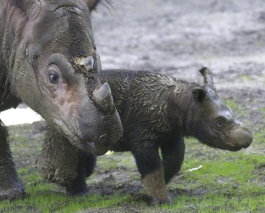 CINCINNATI, OH - AUGUST 19:  Emi, a Sumatran rhinoceros walks with her three week old female calf at the Cincinnati Zoo and Botanical Garden August 19, 2004 in Cincinnati, Ohio. Emi made history by becoming the first Sumatran rhino to produce two calves in captivity.  (Photo by Mike Simons/Getty Images)