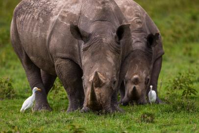 New Hope' for Rare Rhinos After Calf Born at Sanctuary | Nature and  Wildlife | Discovery