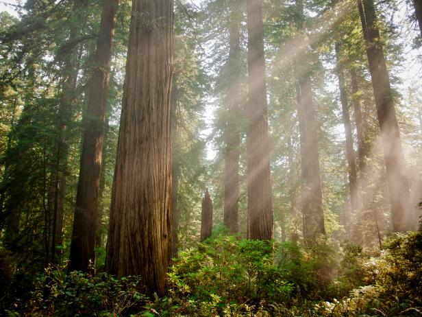 The World's Largest Trees: Redwoods 