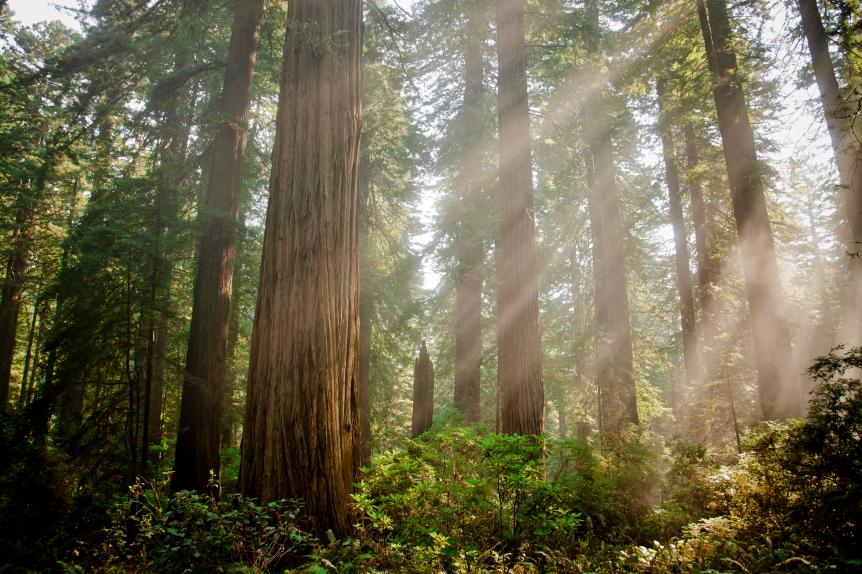Beams of sunlight shine down through the California Redwoods.