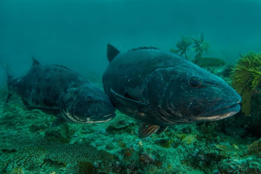 Courting behavior between to giant black sea bass at Anacapa Island in the Channel Islands National Park