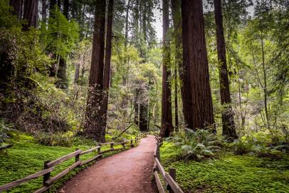 The World s Largest Trees Redwoods Travel and Exploration