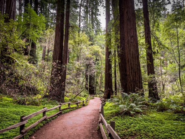 The World's Largest Trees: Redwoods | Travel and Exploration | Discovery