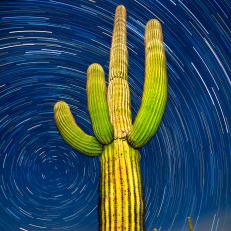 Organ Pipe Cactus National Monument, Arizona. A 75 minute time lapse of a giant saguaro and the northern sky. This image was put together using a technique known as image stacking. The greatest challenge with this image was keeping planes out of the shots!