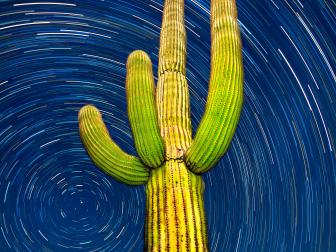 Organ Pipe Cactus National Monument, Arizona. A 75 minute time lapse of a giant saguaro and the northern sky. This image was put together using a technique known as image stacking. The greatest challenge with this image was keeping planes out of the shots!