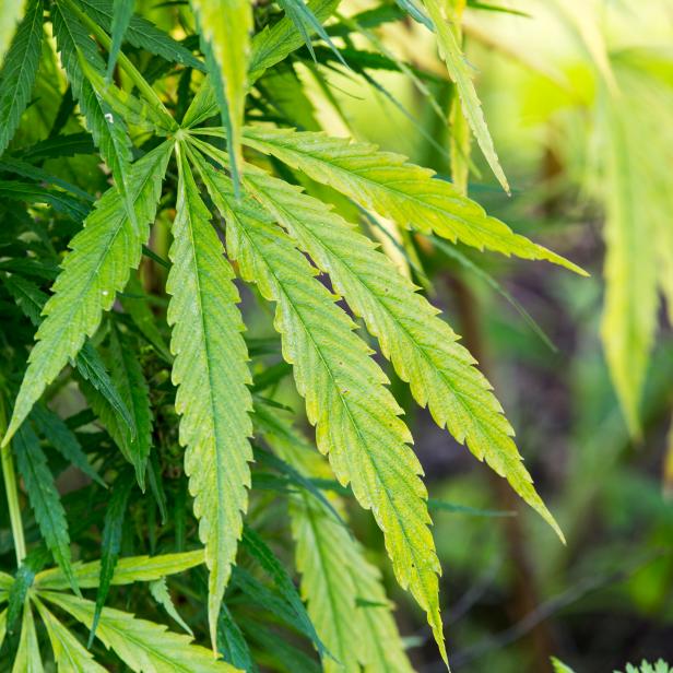 A cannabis plant growing in the Oxford Botanic gardens, Oxford, UK.