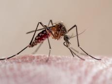 Today, you&rsquo;ll learn about a brilliant biotechnology that is turning mosquitoes against themselves, how babies use a slimy indicator to figure out who can be trusted, and the freaky things that would happen if we messed with the speed of light.