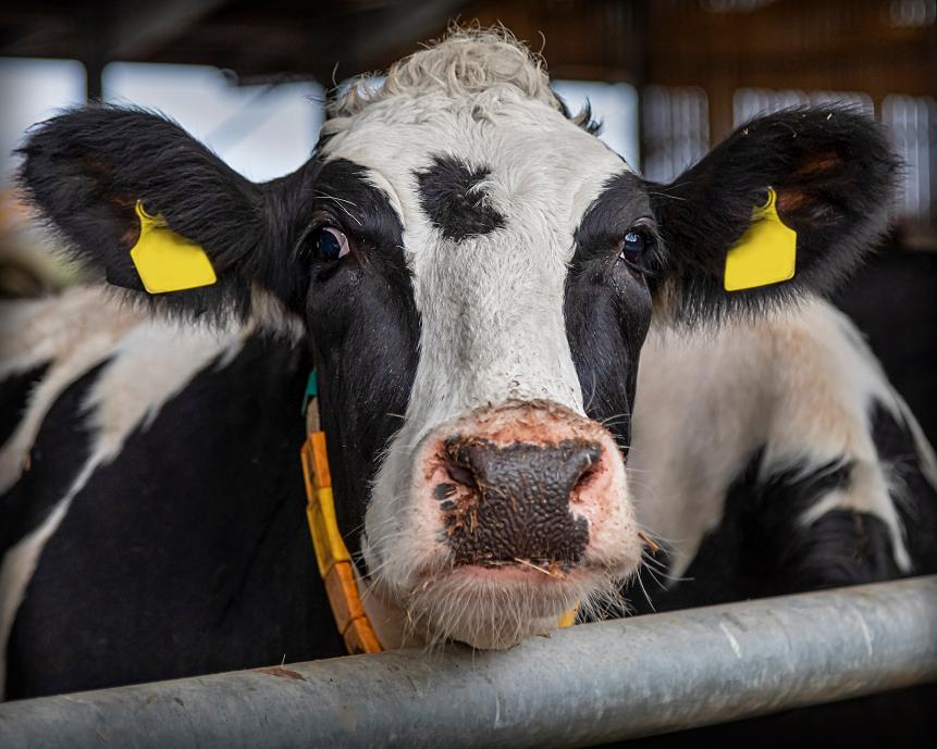 A portrait of a modern Holstein dairy cow in a dairy barn. Yorkshire, England.