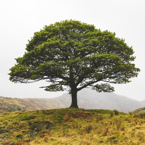 United Kingdom, Lake District, lone tree in the countryside