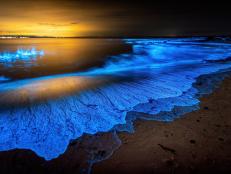 Today, you&rsquo;ll learn about a metallic object in space that might be worth seven hundred quintillion dollars, how genetically engineered pig hearts could save tons of human lives, and how bioluminescent waves are putting on trippy light shows in the world&rsquo;s oceans.