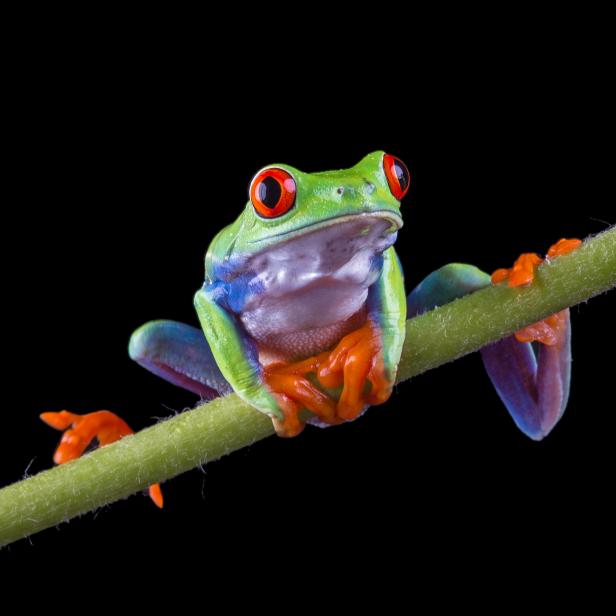 A horizontal studio shot of a Red Eyed Tree Frog balancing on a flower stem.  This image has a black background