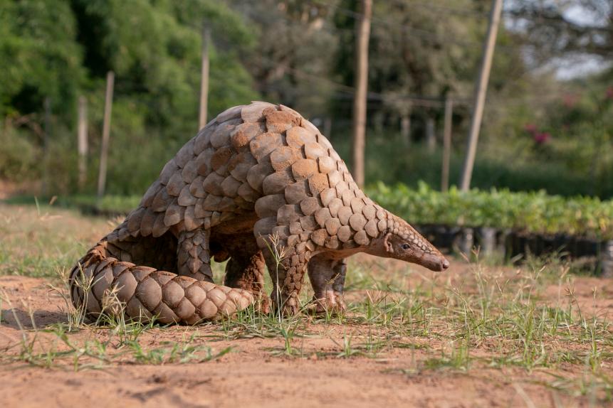 Indian Pangolin or Anteater (Manis crassicaudata) one of the most traffic/smuggled wildlife species for its scales, meat etc for medical purposes.
