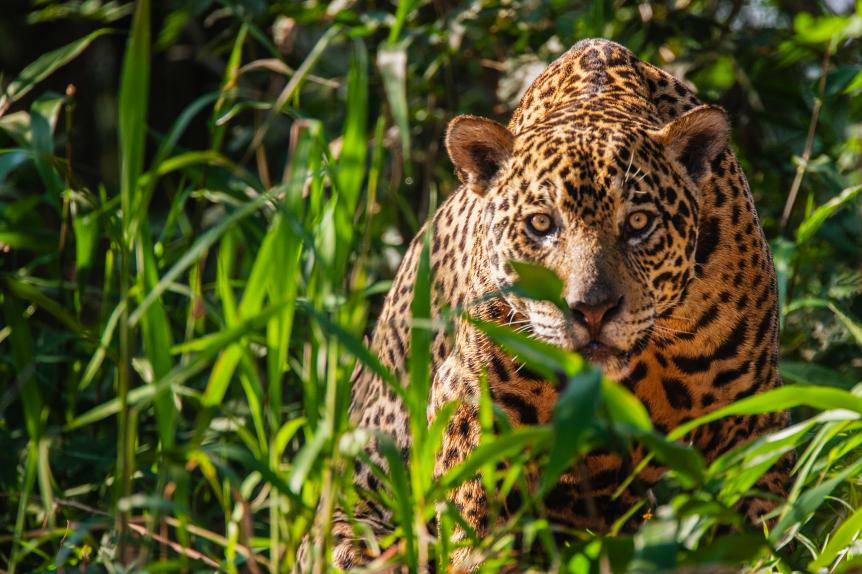 A close-up of a wild jaguar (Panthera onca) alert with anticipation, Pantanal, Brasil, South America