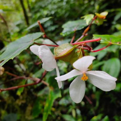 The Fascinating Plants of Mount Latimojong