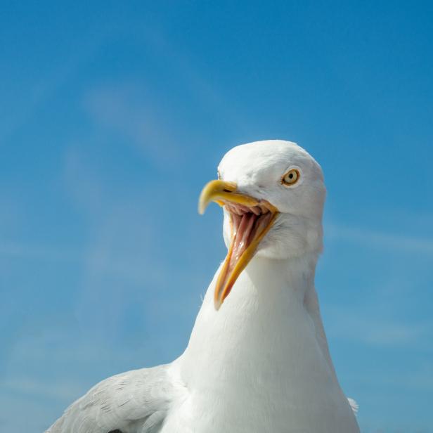 Angry Seagull yelling