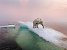 Polar heatwaves in the Arctic and Antarctic have climate scientists concerned about the possibility of rapid climate breakdown. Soaring seasonal temperatures of 40 degrees Celsius above normal in Antarctica and more than 20 Celsius in the Arctic could be a sign of cataclysmic shifts in both regions.