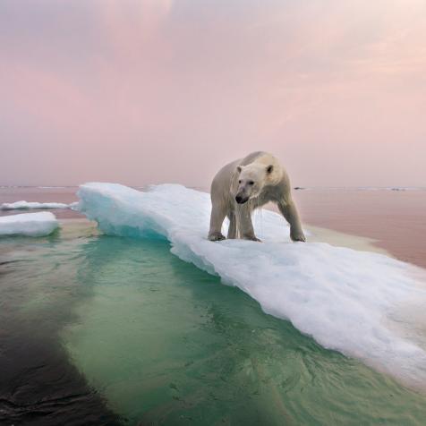 Canada, Manitoba, Churchill, Polar Bear (Ursus maritimus) standing on top of iceberg in Hudson Bay on summer evening