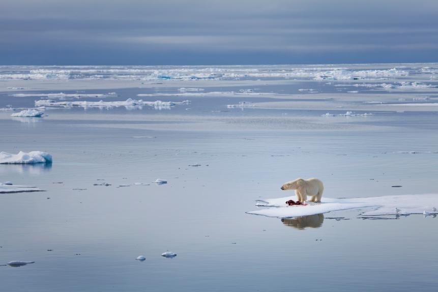 The future is looking more and more bleak for the wildlife of the Arctic, especially the polar bears. These bears rely on the sea ice to hunt their favorite prey, seals, and this large male bear seen here, seems to be looking across the Arctic in disbelief as his world disappears beneath him.