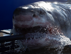 Beaches in the Northeastern US are seeing increased sharktivity due to an increasing seal population and conservation efforts.