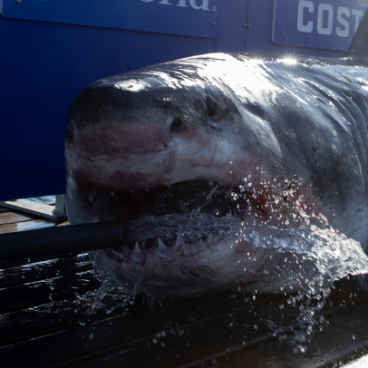 Incredible Shark Sightings Kick Off the 2022 Summer Season