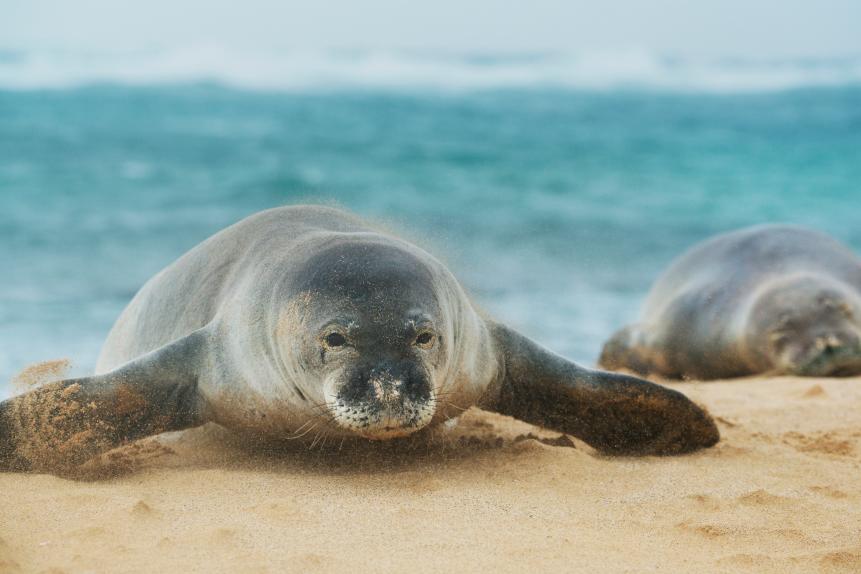 Hawaiian Monk Seal (Monachus schauinslandi), Endangered, Resting on Poipu Beach, Kauai, Hawaii